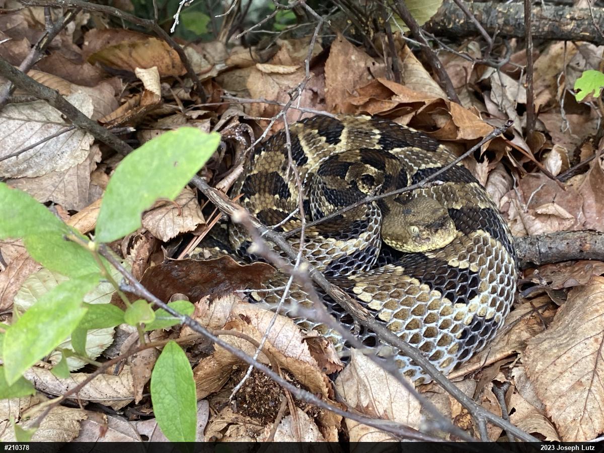 Timber Rattlesnake