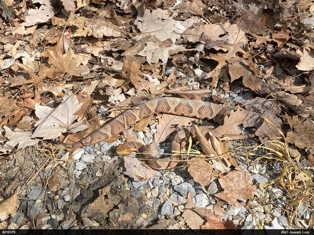 Northern Copperhead