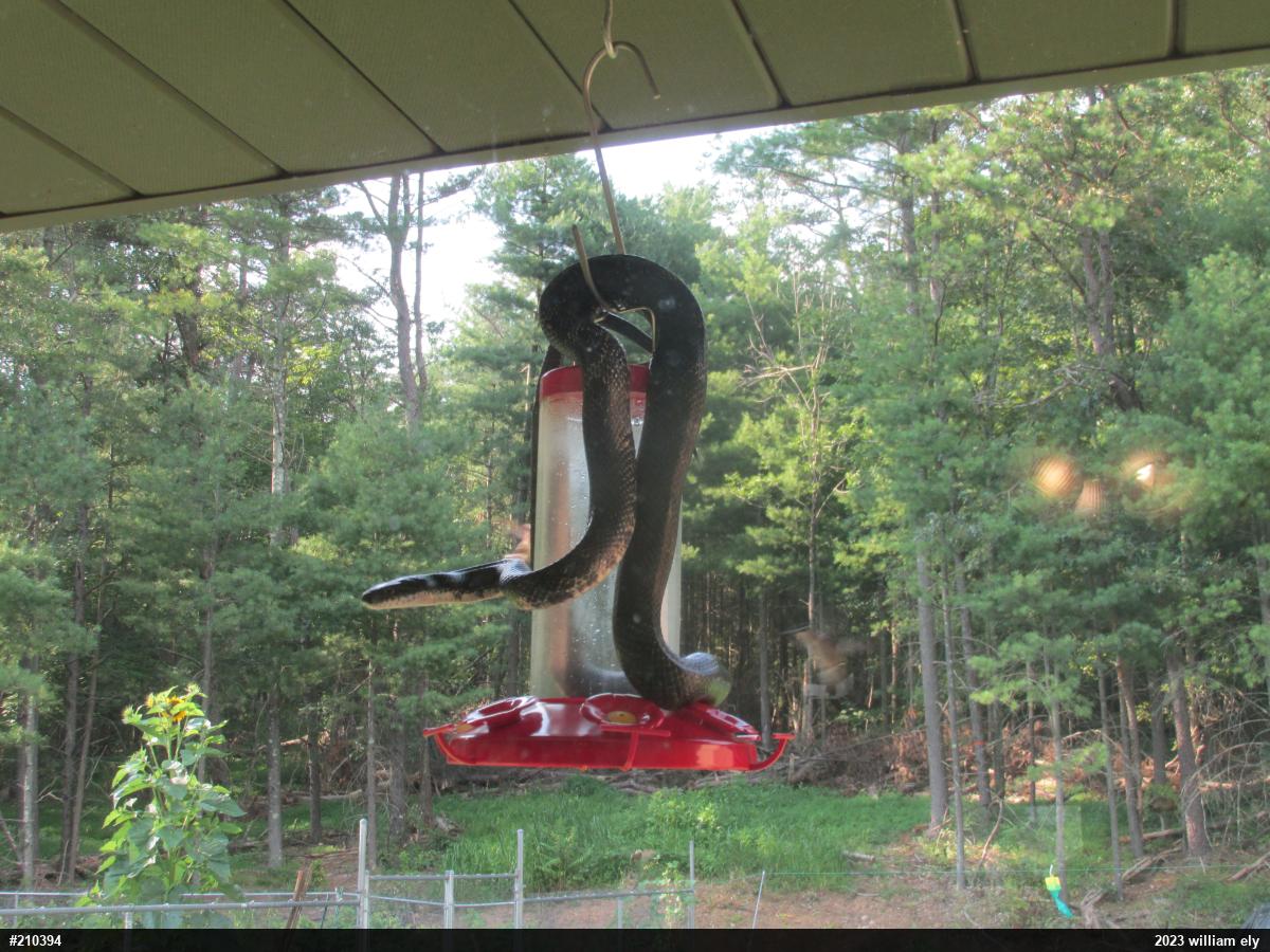 Eastern Ratsnake