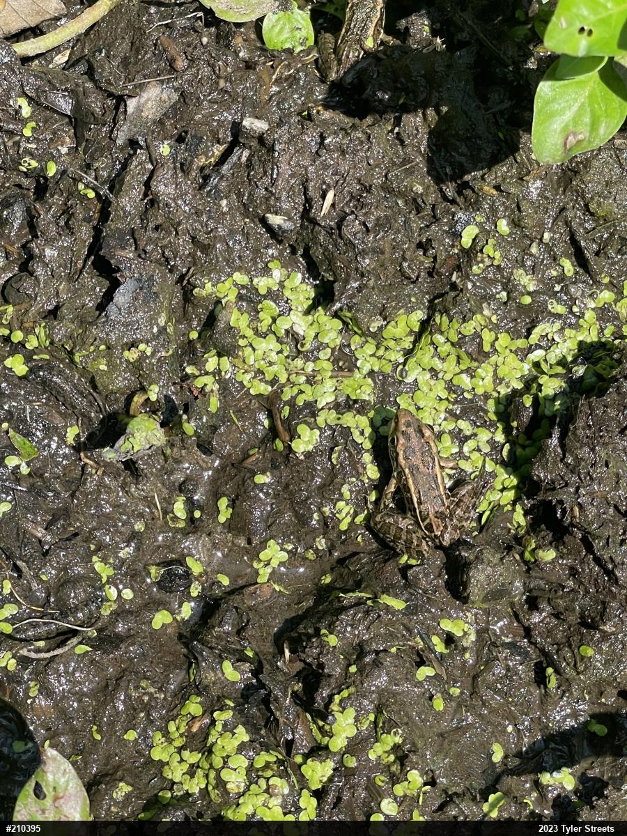 Pickerel Frog