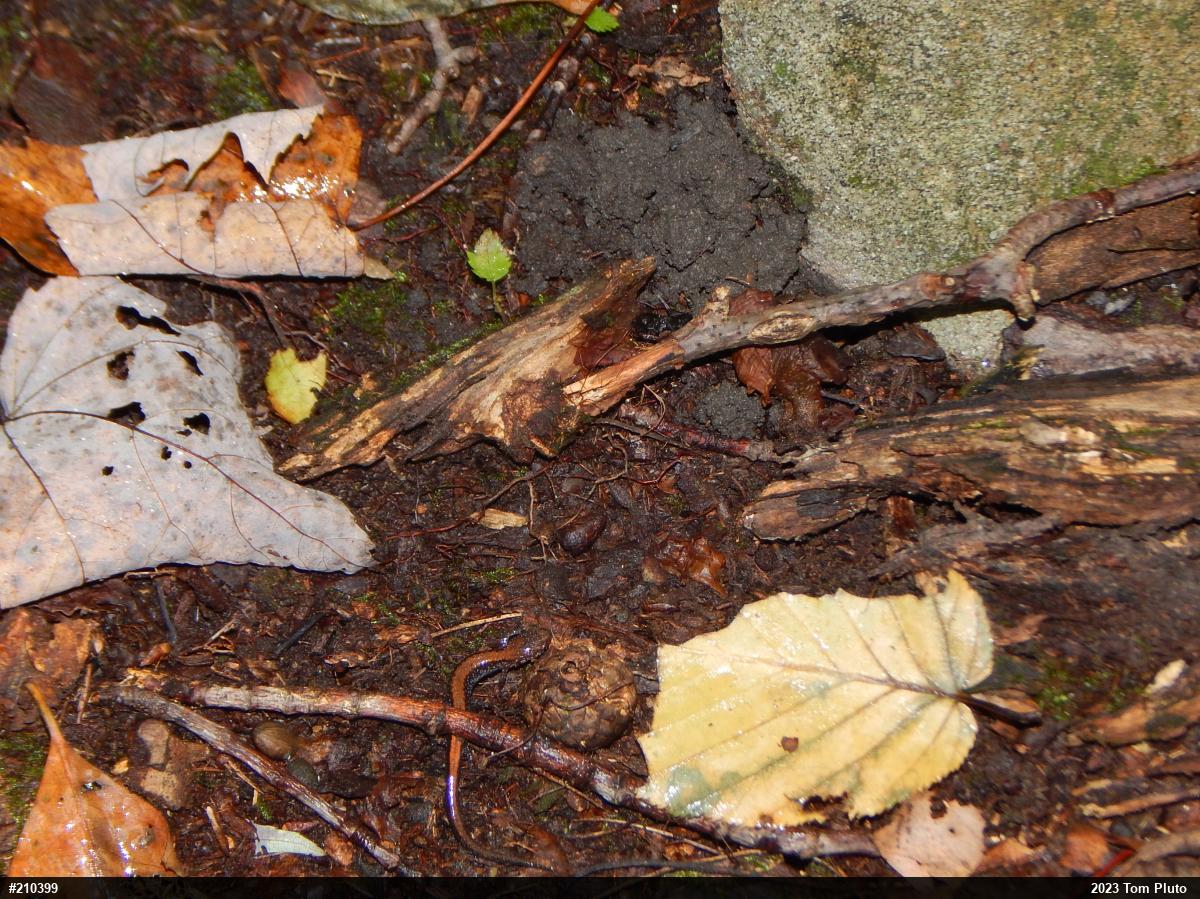 Eastern Red-backed  Salamander