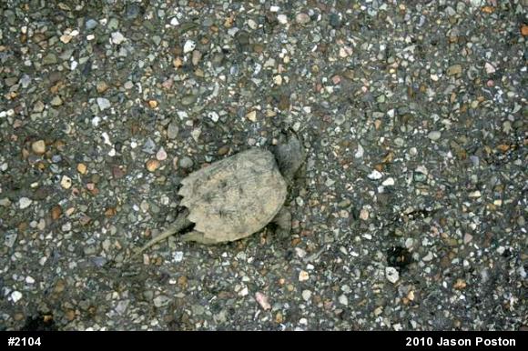 Snapping Turtle