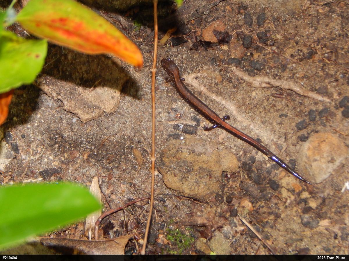 Eastern Red-backed  Salamander