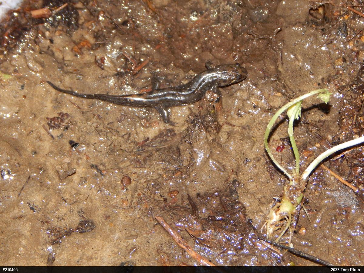 Seal Salamander