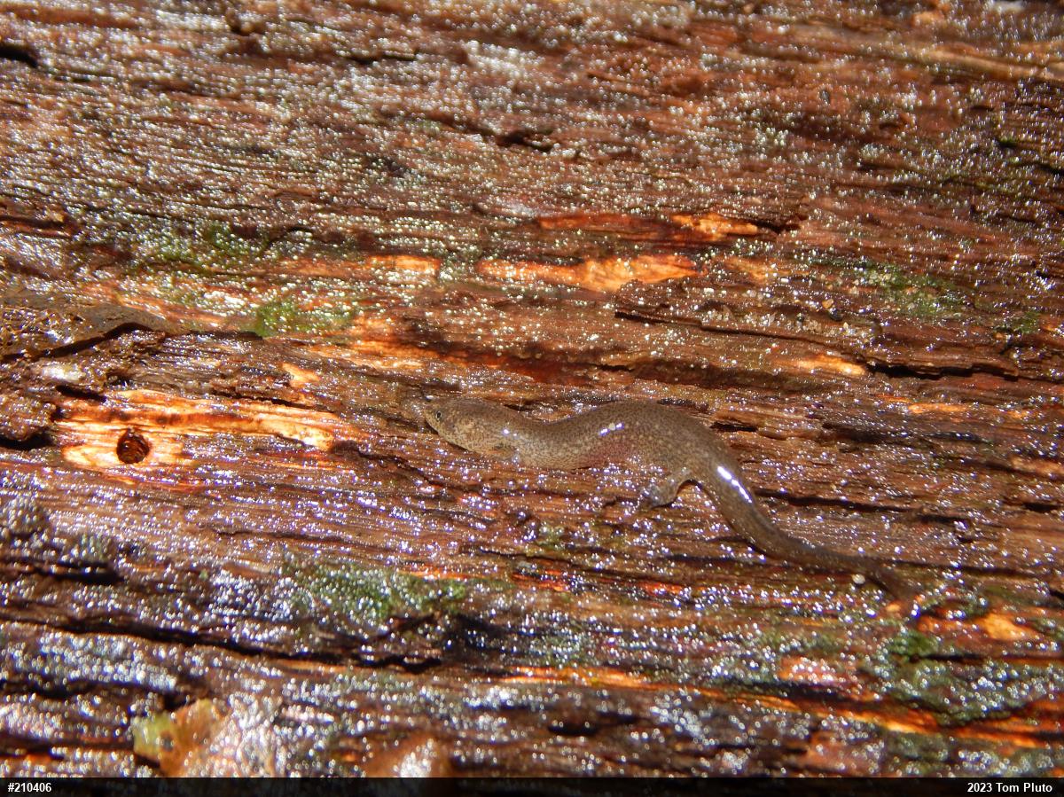 Northern Spring Salamander