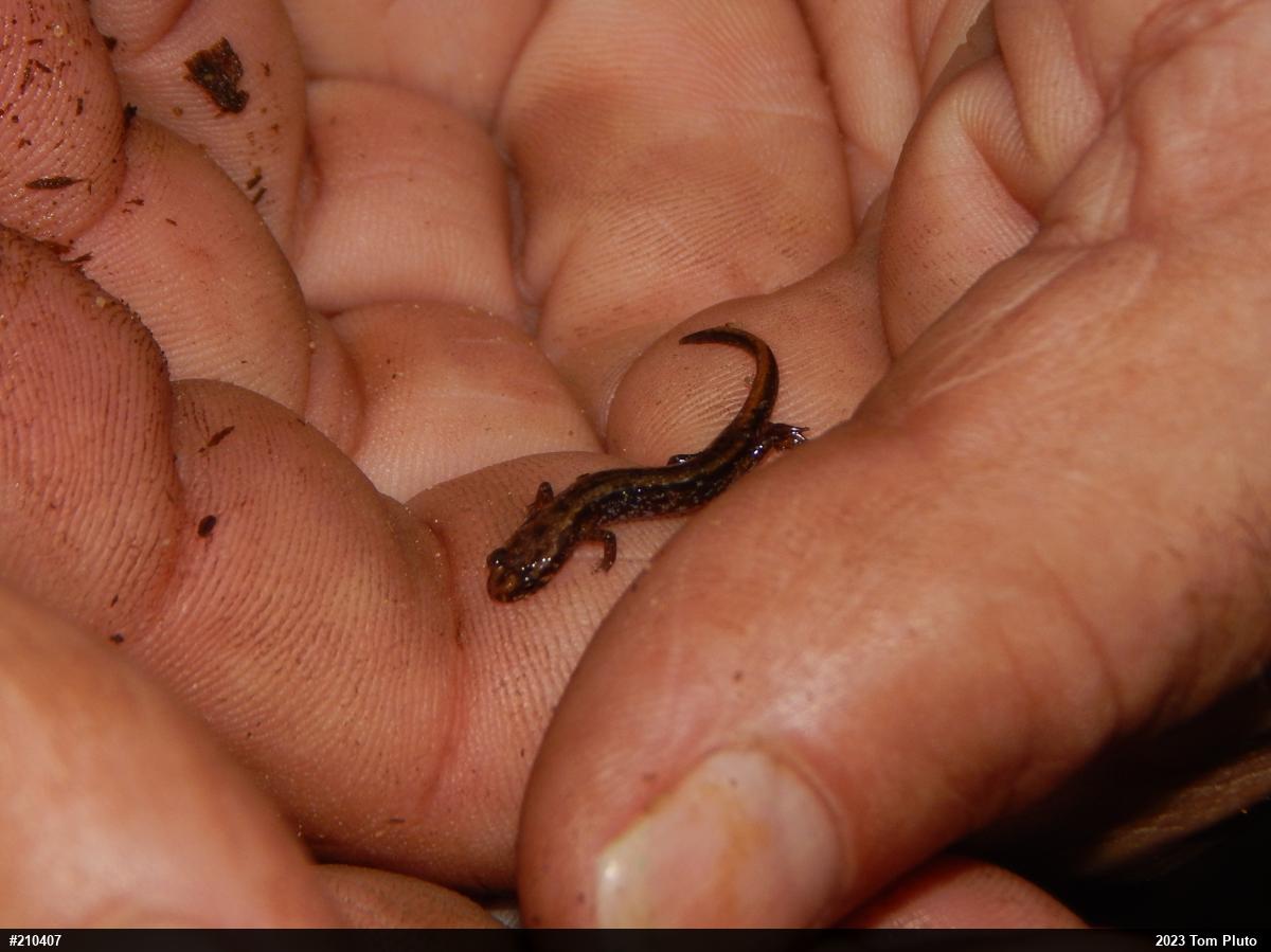 Allegheny Mountain Dusky Salamander