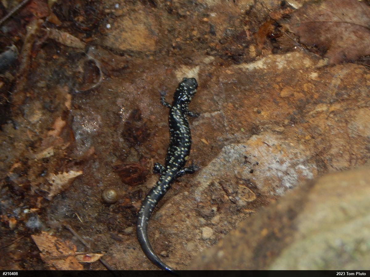 Northern Slimy Salamander