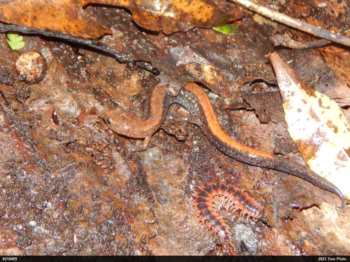 Eastern Red-backed  Salamander