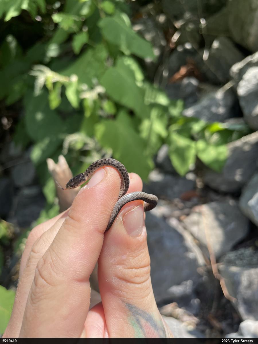 Eastern Gartersnake