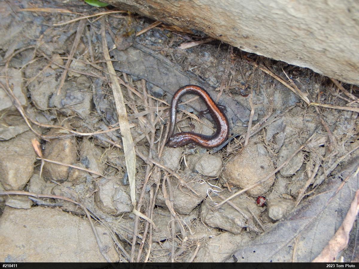 Eastern Red-backed  Salamander