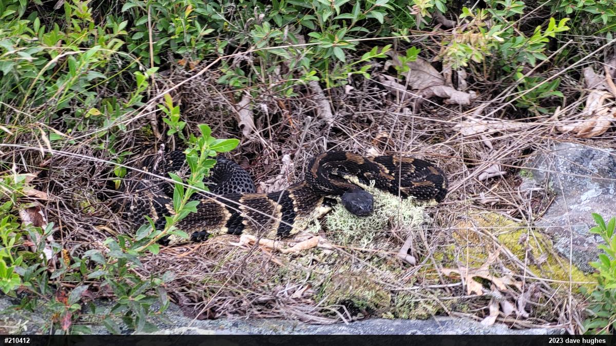 Timber Rattlesnake