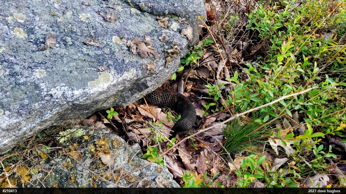 Timber Rattlesnake