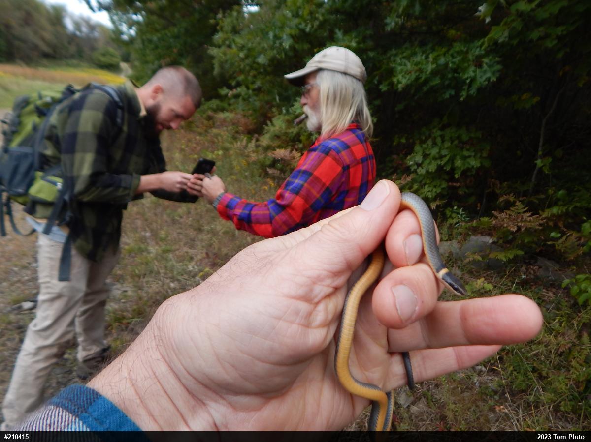 Northern Ring-necked Snake