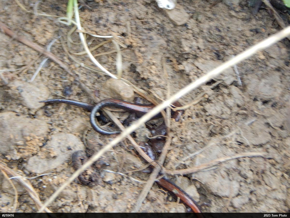 Eastern Red-backed  Salamander
