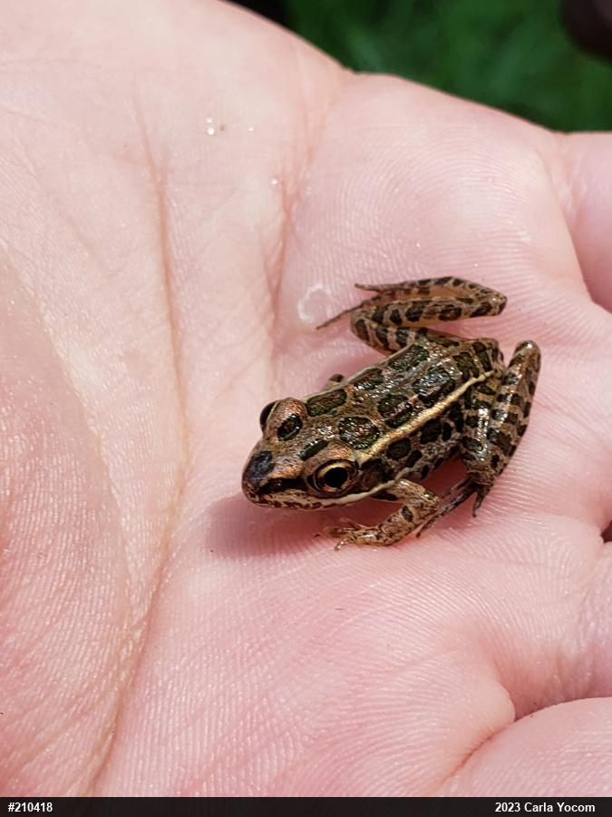 Pickerel Frog
