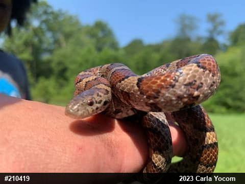 Eastern Milksnake