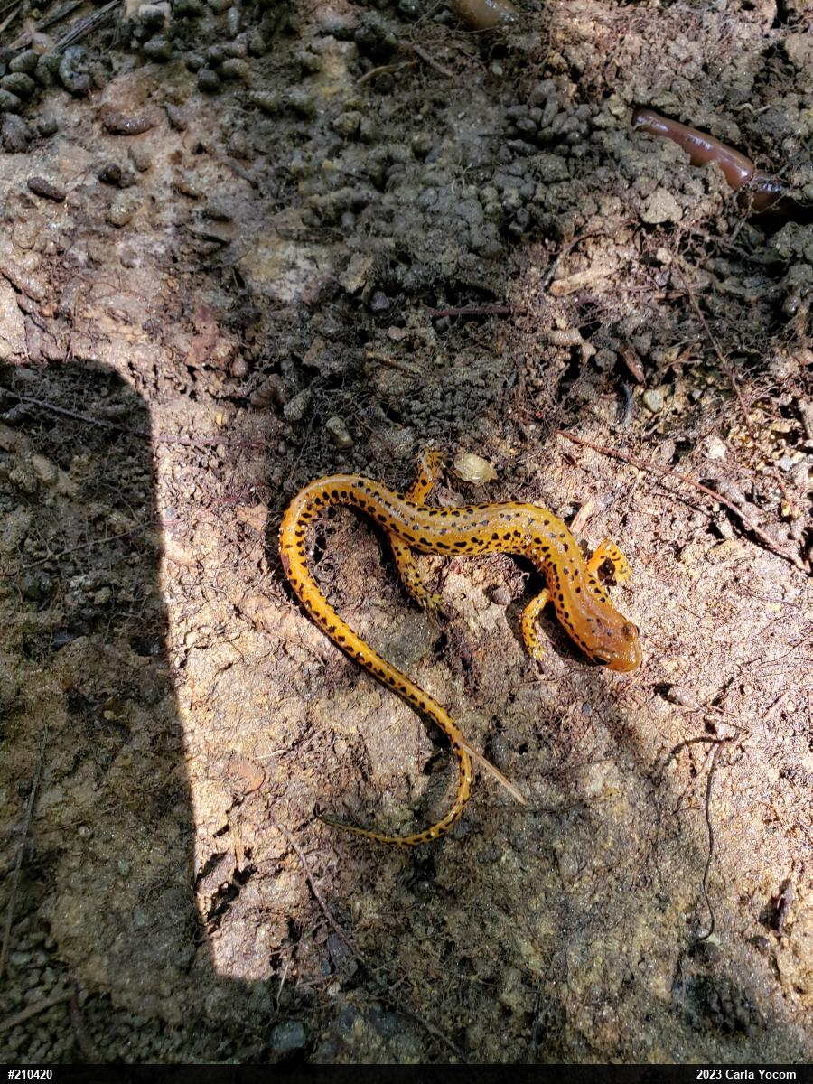Eastern Long-tailed Salamander