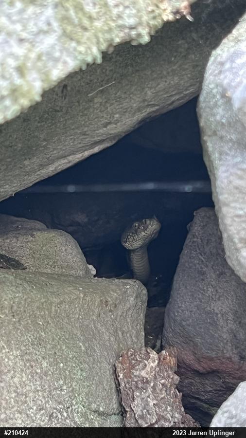 Timber Rattlesnake