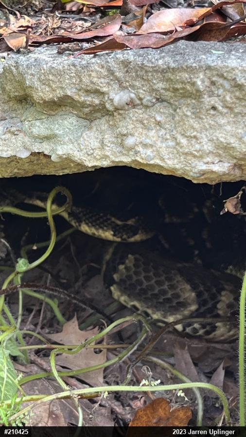 Timber Rattlesnake