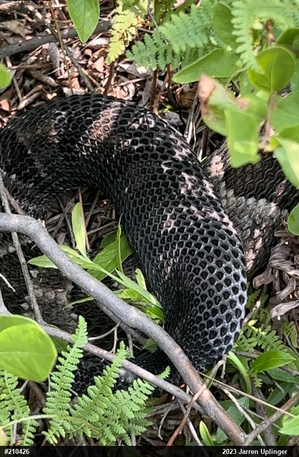 Timber Rattlesnake