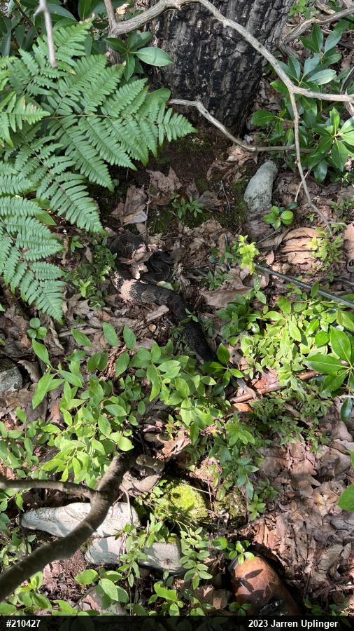 Timber Rattlesnake