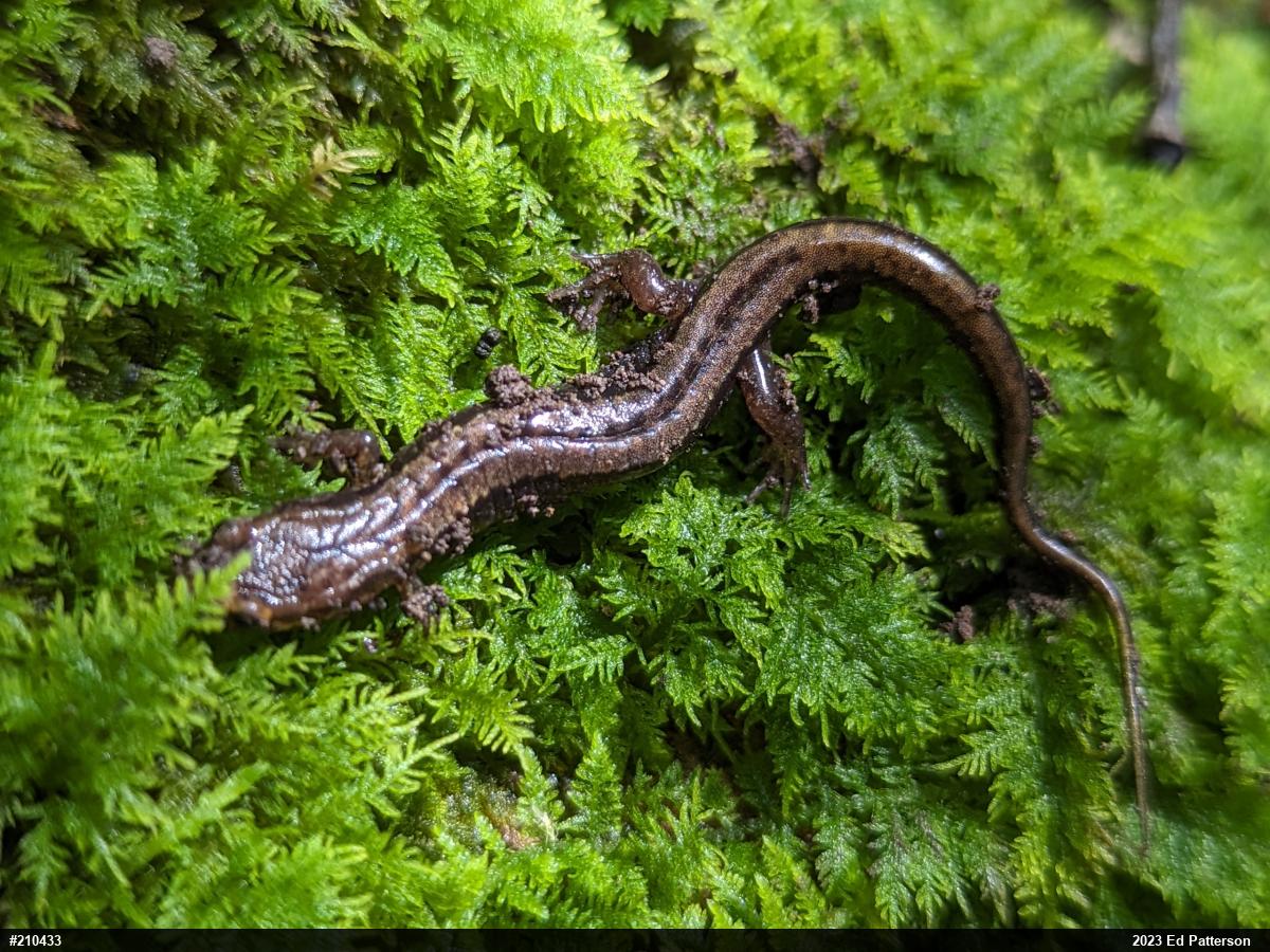 Allegheny Mountain Dusky Salamander