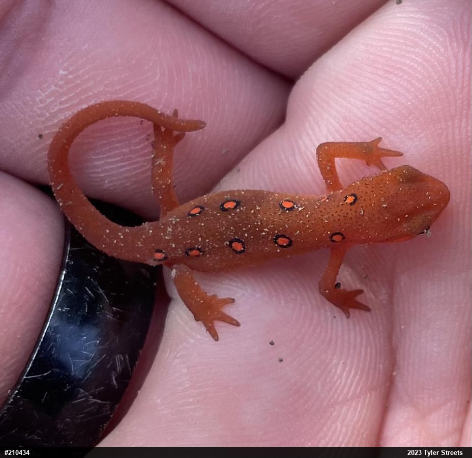 Red-spotted Newt