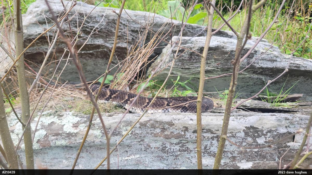 Timber Rattlesnake