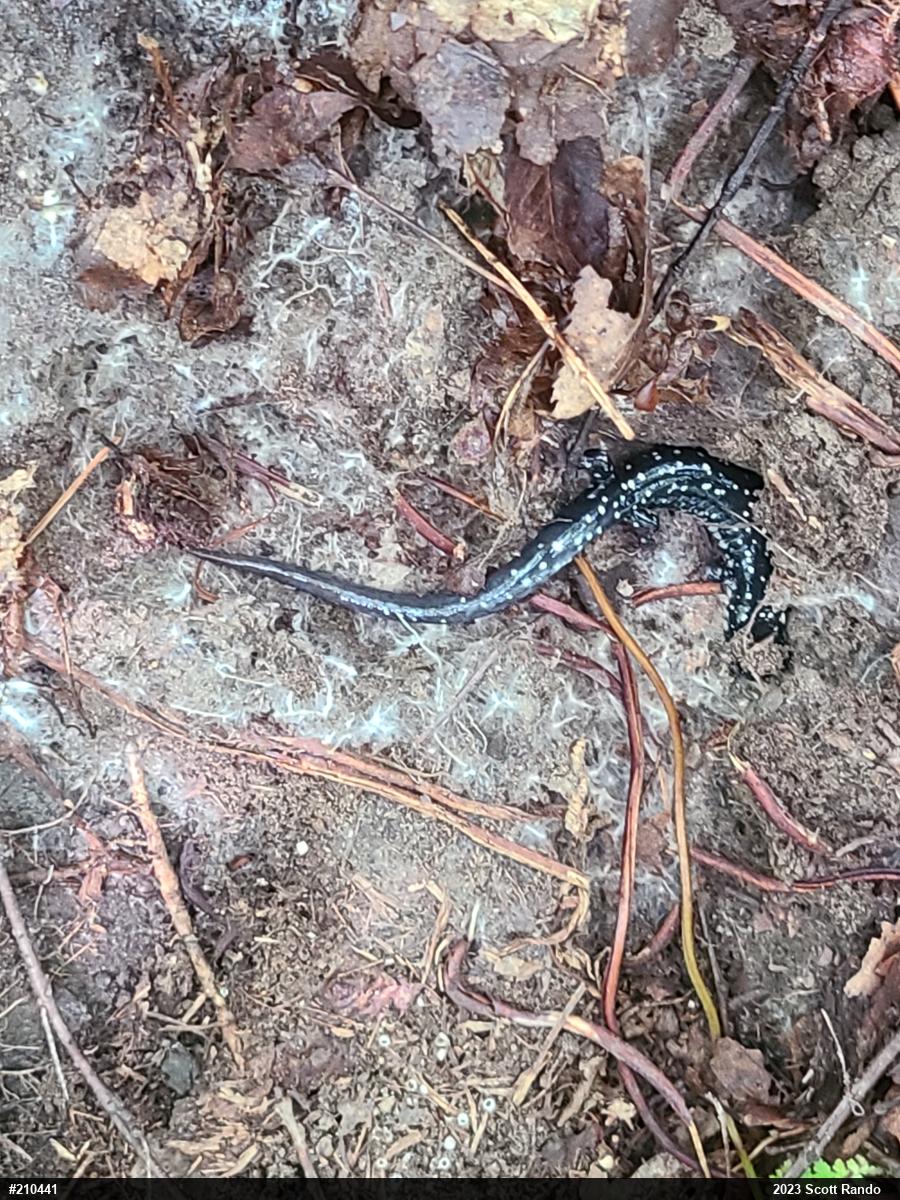 Northern Slimy Salamander