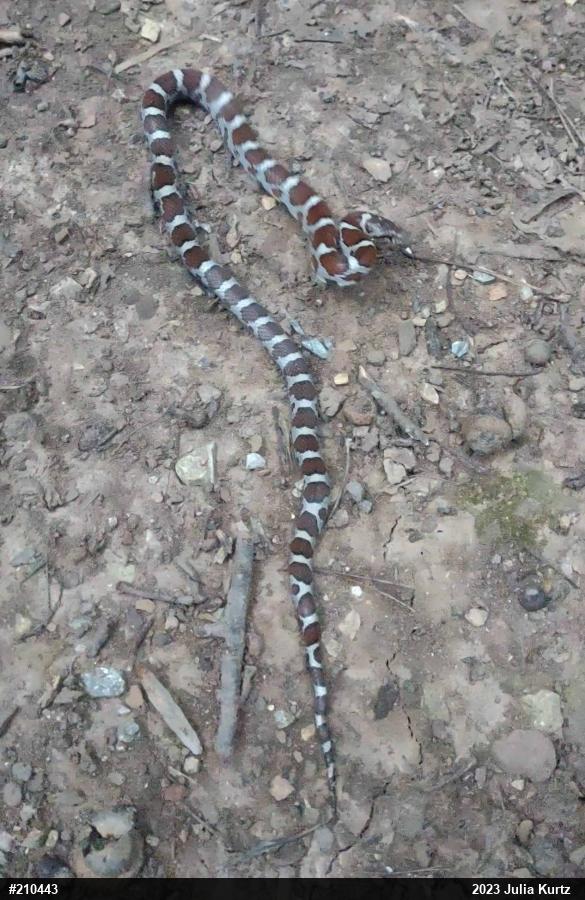 Eastern Milksnake
