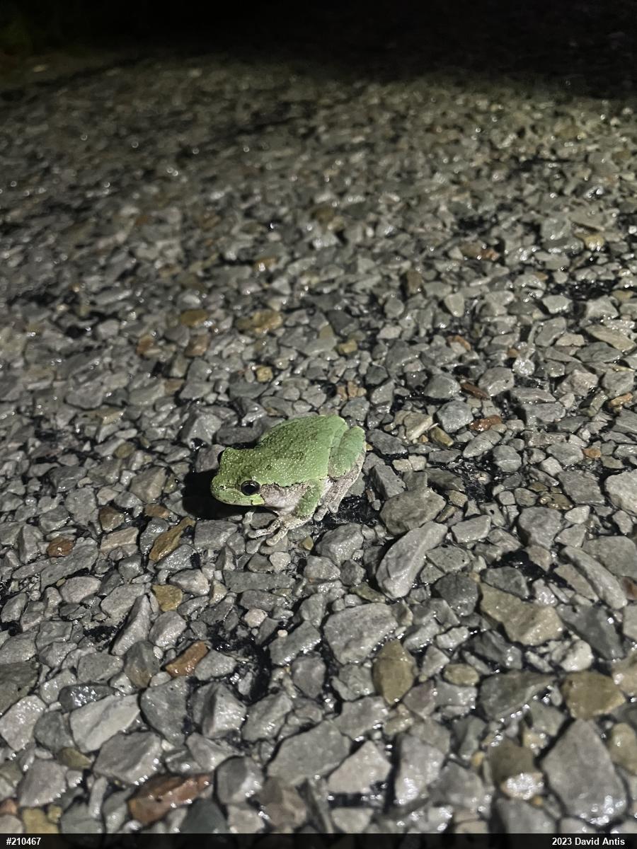 Unknown Gray Treefrog