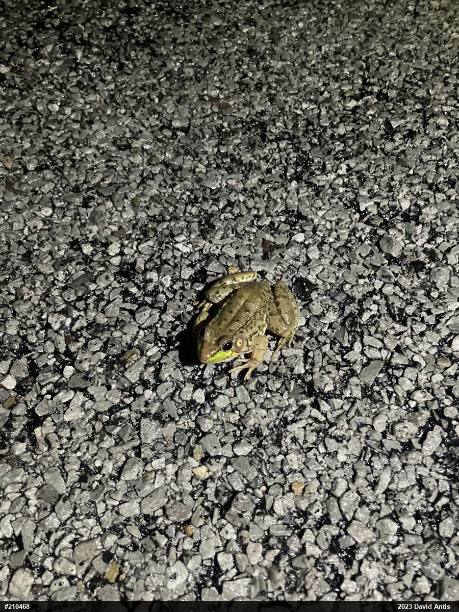 Green Frog