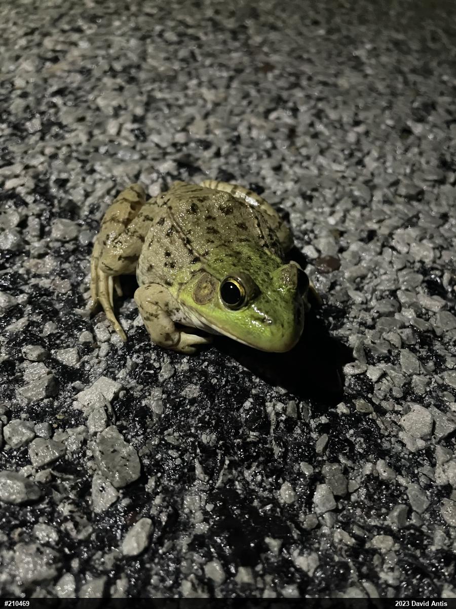 Green Frog