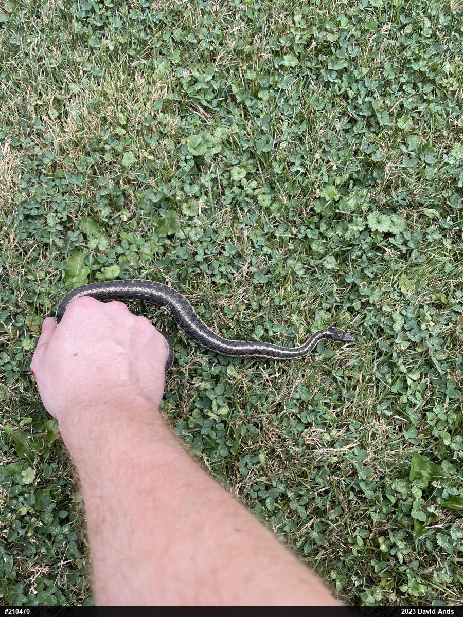 Eastern Gartersnake