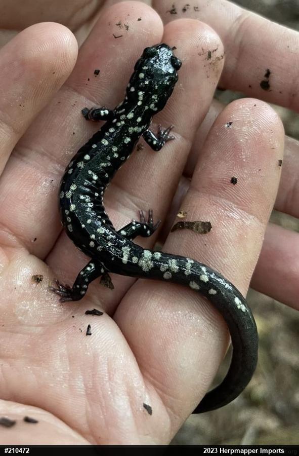 Northern Slimy Salamander