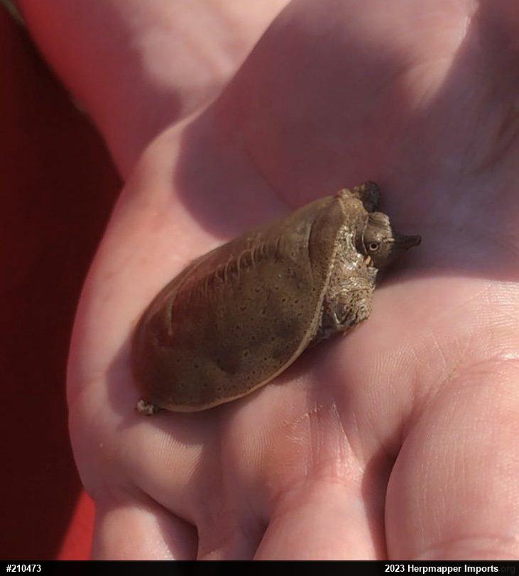Eastern Spiny Softshell