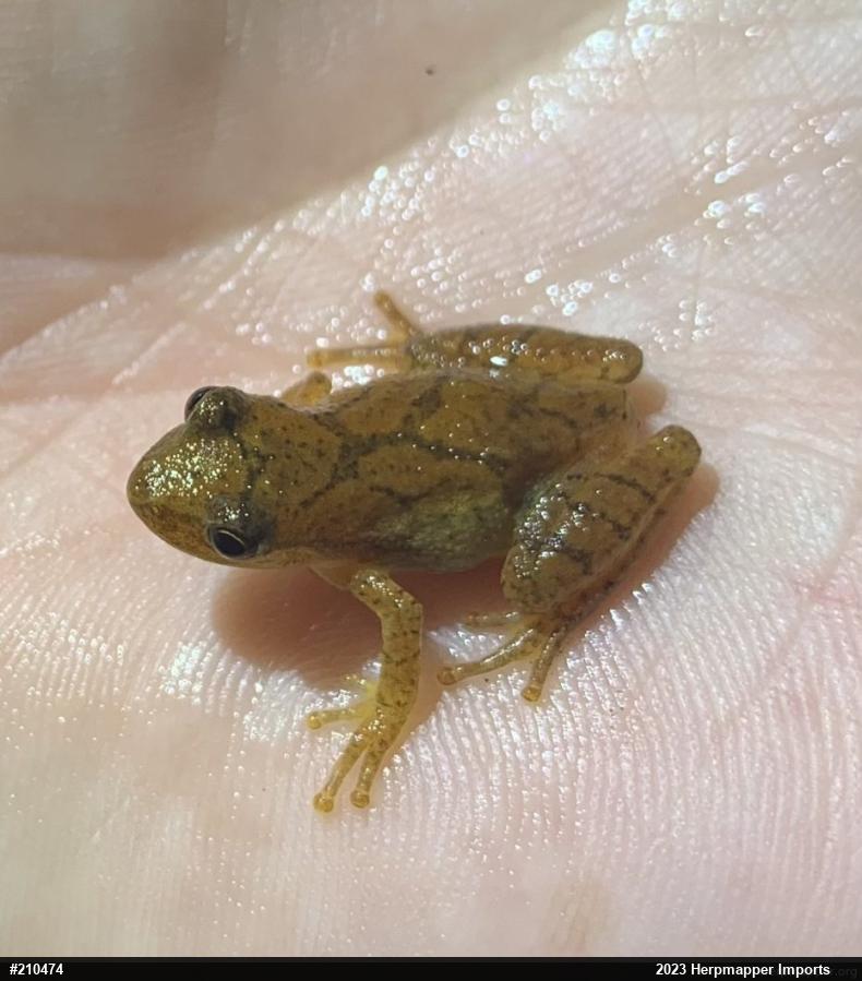 Spring Peeper