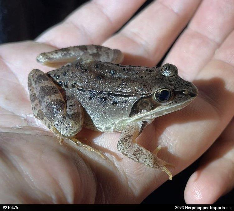 Wood Frog