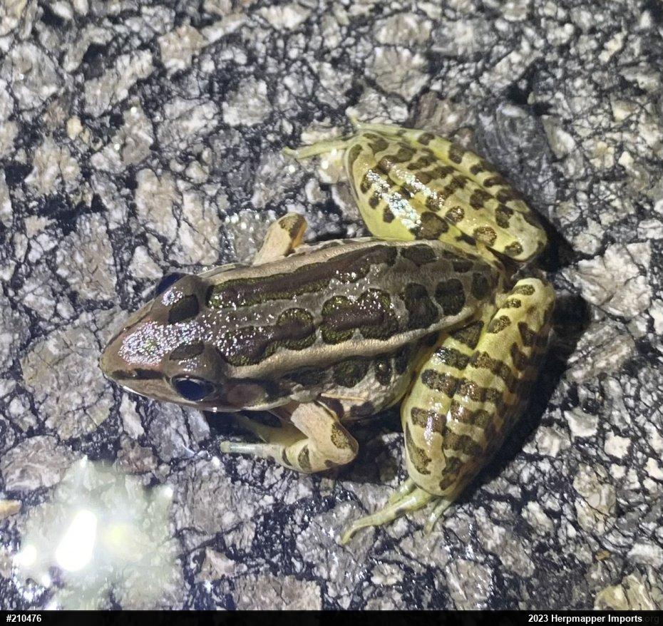 Pickerel Frog