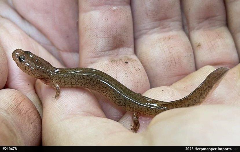 Northern Spring Salamander
