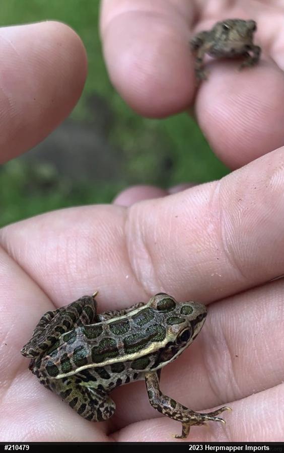 Pickerel Frog