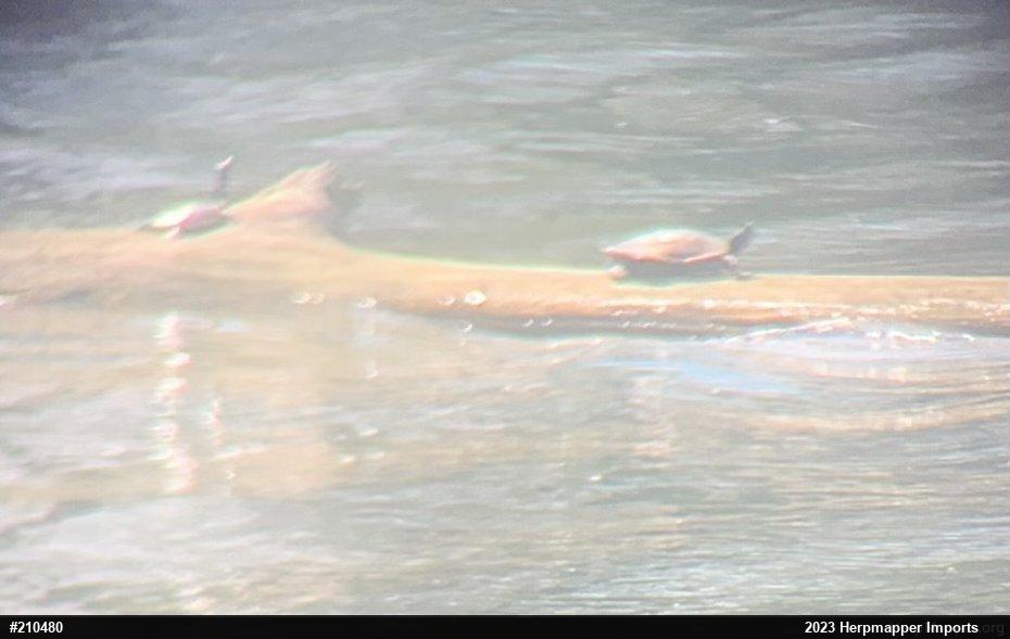 Northern Map Turtle