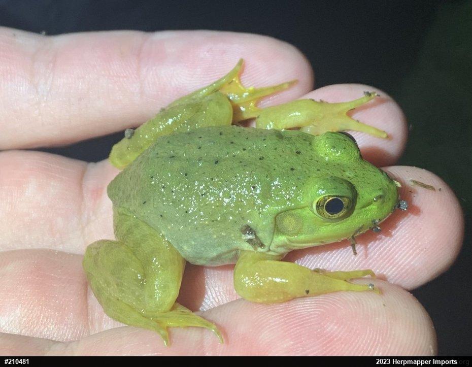 American Bullfrog