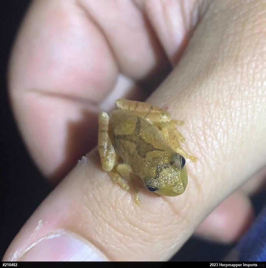 Spring Peeper