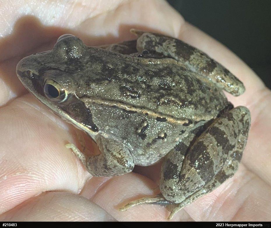 Wood Frog