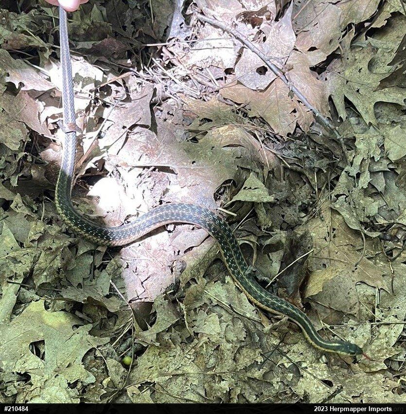 Eastern Gartersnake