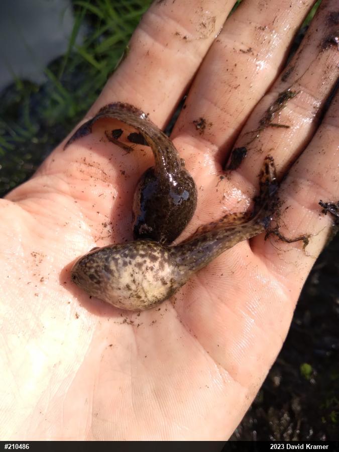 Green Frog