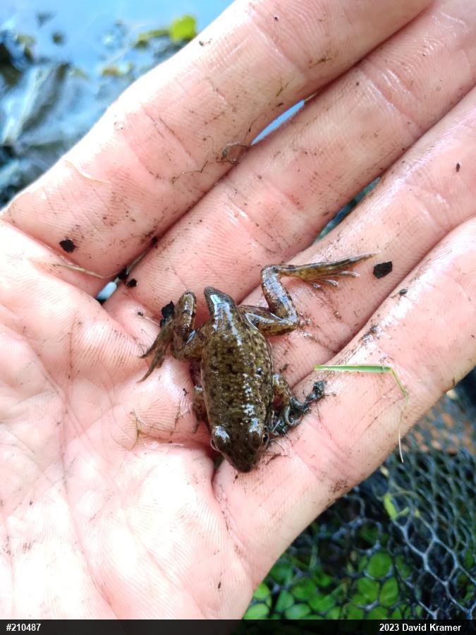 Green Frog