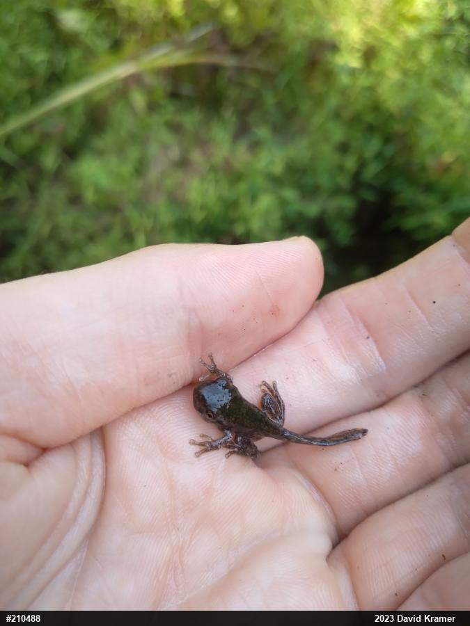 Unknown Gray Treefrog