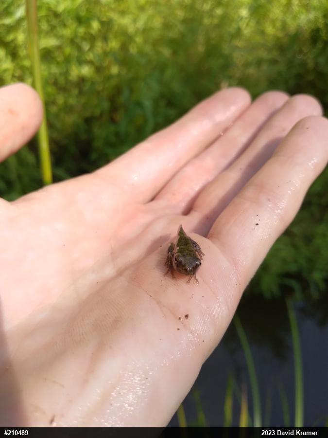 Unknown Gray Treefrog